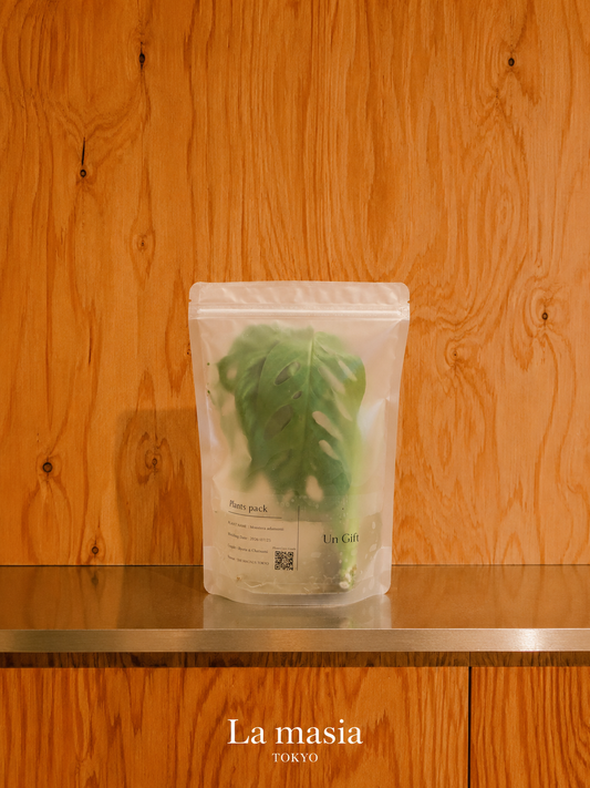 Lamasia Plants Pack — Monstera Adansonii（モンステラ・アダンソニー）