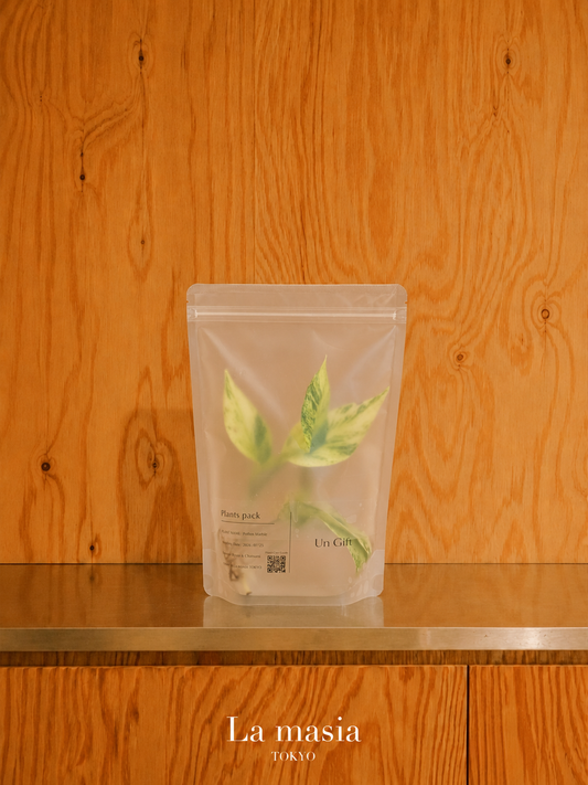 Lamasia Plants Pack — Pothos Marble（マーブルポトス）