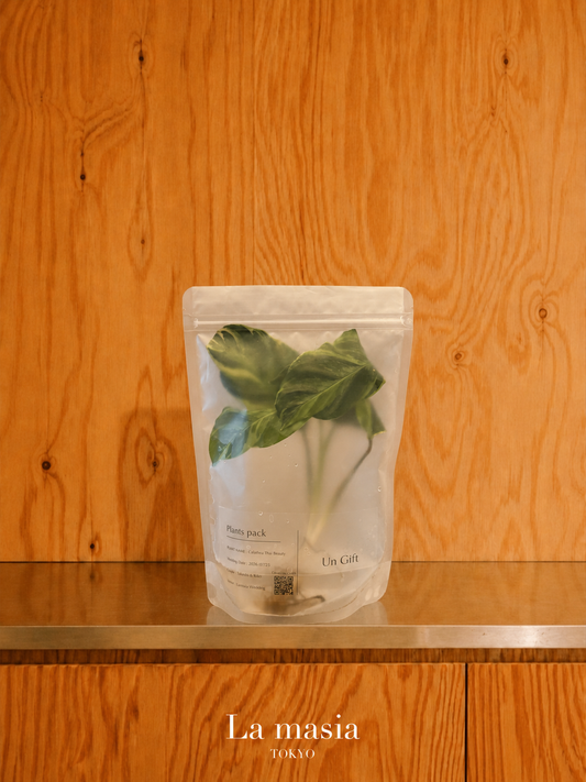 Lamasia Plants Pack — Calathea Thai Beauty（カラテア・タイビューティー）