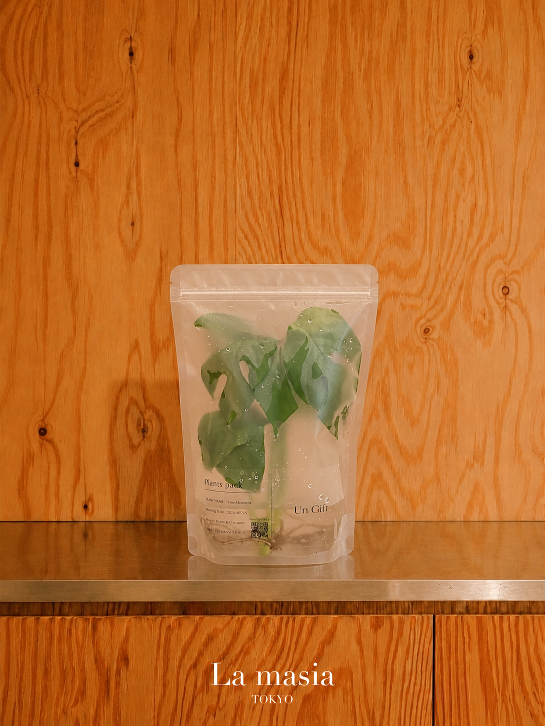 Lamasia Plants Pack — Monstera Pertusa（モンステラ・ペルツーサ）
